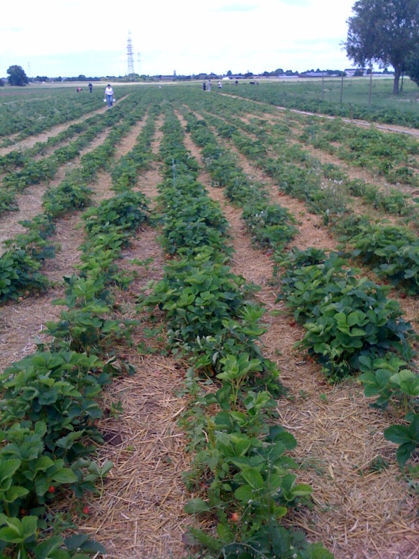 the strawberry fields (about 1/3 of a mile from our apt)